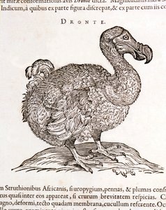 Dodo oder Dronte. Ausgestorbener Vogel - in „De Indiae utriusque re naturali et medica“ von Gulielmi Pisonis, Amsterdam