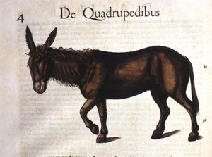 Esel aus Historia Animalium von Conrad Gesner, Tiguri 1560
