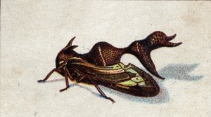 Entomologie: Darstellung eines weiblichen beißenden Heteronoten, Insektenserie, Anfang 20. Jahrhundert