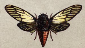 Entomologie: Darstellung einer roten Zikade, Insektenserie, Anfang des 20. Jahrhunderts (Chromo)