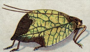 Entomologie: Darstellung eines wandernden Blattes, Insektenserie, Anfang 20. Jahrhundert von Unknown Artist