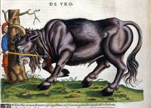 Europäischer Bison (Bos primigenius primigenius), dessen Rasse im 17. Jahrhundert ausstarb in „Historia Animalium“ von Konrad Gesner