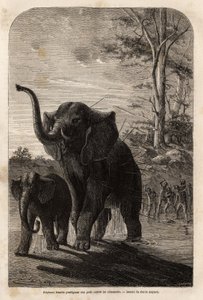 Weiblicher Elefant schützt ihr Junges vor Javelinenjägern von Zambesi. Gravur zur Illustration von Dr. Livingstones ersten Reisen nach Südafrika von 1840 bis 1856, in „Le tour du monde, nouveau journal des voyages“, herausgegeben von Edouard Charton