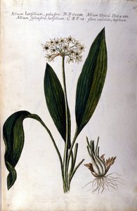 Knoblauch. Herbarium aus dem 19. Jahrhundert