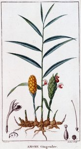 Ingwer (Amome) von Unknown artist