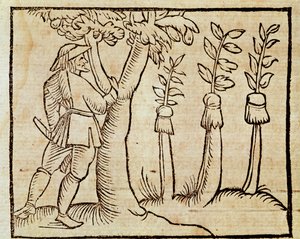 Bäume veredeln, Illustration aus De Agricoltura Vulgare, von Pier Crescenzio, Ausgabe veröffentlicht in Venedig