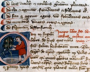 Gartenbau: Obsternte. Detail. Manuskriptseite (MS.s.vi) Agrartraktat (Trattato di agraria) von Pietro de Crescenzi (1233-1320) 14. Jahrhundert Cesena, Biblioteca Malatestiana von Unknown artist