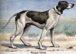 Jagdhund: Braque Dupuy
