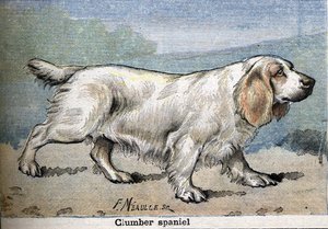 Jagdhund: Clumber Spaniel