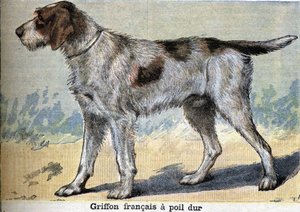 Jagdhund: Griffon français rauhaarig