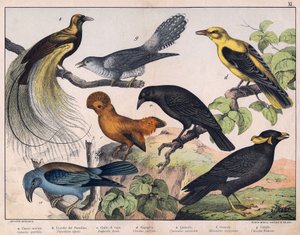 Illustration für „Naturgeschichte der Vögel“, Hrsg. Hoepli, Mailand
