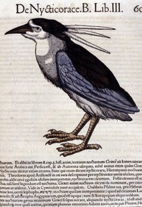 Der Nachtreiher in Historia Animalium von Conrad Gesner (1516 - 1565), Tiguri von Unknown artist