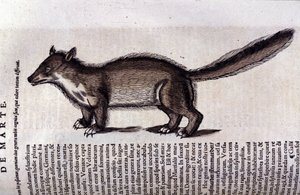 Der Marder in Historia Animalium von Conrad Gesner (1516-1565) von Unknown artist