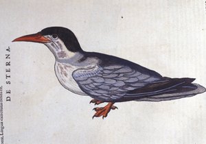 La tern ou Schwalbe des Meeres in Historia Animalium von Conrad Gesner (1516 - 1565), Tiguri