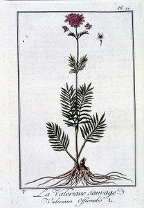 Die wilde Baldrian - in „Übungen der Botanik für den Gebrauch der Händler“ von J.C. Philibert, Druckerei Crapelet, Paris