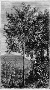 Der Chinarindenbaum (Cinchona officinalis). In „La Nature“ von Unknown artist