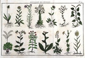 Anordnung der Blätter: in „Flora Françoise, oder eine kurze Beschreibung aller Pflanzen, die natürlich in Frankreich wachsen, geordnet nach einer neuen Analysemethode, mit Angabe ihrer weniger zweideutigen Tugenden in der Medizin und ihrer Nützlichkeit in