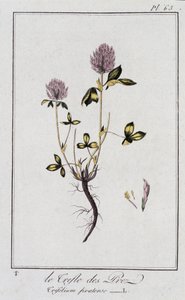 Der Wiesenklee (Trifolium pratense) - in „Übungen der Botanik für den Gebrauch der Händler“, geschrieben von J.C. Philibert, Druckerei Crapelet, Paris