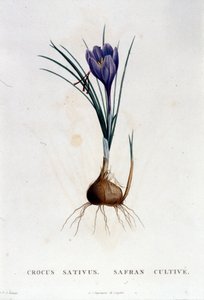 Der Safran (Crocus sativus) nach Botanique von J. Rousseau, Paris 1822