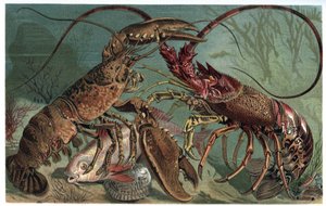 Hummer und Languste - Homarus und europäische Languste - Gravur aus „Brehms Tierleben“ von Alfred Edmund Brehm (1829-1884)