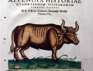 Der Urus oder Auerochse in Historia Animalium von Conrad Gesner (1516-1565) von Unknown artist