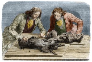 Medizinisches Experiment: Bluttransfusion an zwei Hunden in Paris im Jahr 1667. Gravur von 1857 nach einer Zeichnung von Claude Perrault.