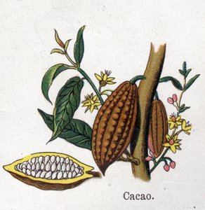 Medizinische und essbare botanische Pflanzen: Kakao. Gravur in "La medication naturelle" von Friedrich Eduard Bilz (1842-1922)