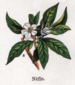 Medizinische und essbare botanische Pflanzen: Mispel. Gravur in „Die natürliche Medikation“ von Friedrich Eduard Bilz (1842-1922) von Unknown artist