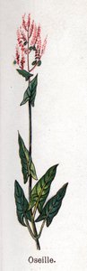 Medizinische und essbare botanische Pflanzen: Sauerampfer. Gravur in „La medication naturelle“ von Friedrich Eduard Bilz (1842-1922) von Unknown artist