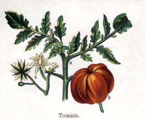 Medizinische und essbare botanische Pflanzen: Tomate. Gravur in „Die natürliche Medikation“ von Friedrich Eduard Bilz (1842-1922) von Unknown artist