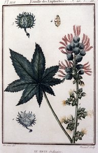 Heilpflanzen: gewöhnlicher Rizinus. Euphorbiengewächse. Botanische Tafel des 19. Jahrhunderts