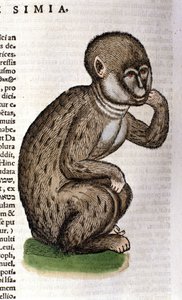 Affe nach der Historia Animalium von Conrad Gesner, Tiguri 1560. Biblioteca nazionale Braidense. Mailand