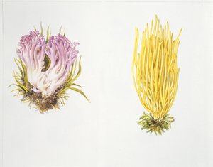 Pilze von Unknown artist