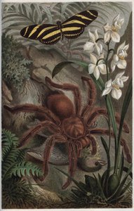 Mygalomorphae (Orthognatha) - Gravur aus „Brehms Tierleben“ von Alfred Edmund Brehm (1829-1884) von Unknown artist
