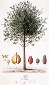 Myristica fragrans - Muskatnussbaum (Myristica officinalis). Botanische Tafel von Unknown artist