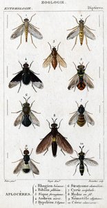 Tafel der Naturgeschichte. Entomologie. Dipterenfamilie. Aploceres: 1. Rhagion Buche; 2. Plebeien Bion; 3. Ferruginous Sic; 4. Anthrax Morio; 5. Hypoleon 63 Linien; 6. Stratyome Chamäleon; 7. Cyrte Acephal; 8. Mydas im Draht; 9. Utiginous Nemotele; 10. Cla von Unknown artist