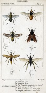 Tafel der Naturgeschichte. Entomologie. Familie der Dipteren. Sclerostomes: 6. Graue Stomox; 7. Schnabel-Rhingia; 8. Blendende Chrysopside; 8a. Profilkopf; 9. Schwarzer Bremsen; 9a. Kopf im Profil; 10. Crabroniformes Asyl; 10a. Kopf im Profil; 11. Emboid b von Unknown artist