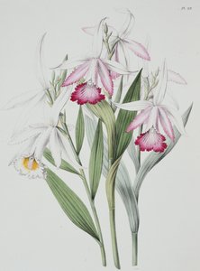 Orchidee: Sobralia liliastrum aus "Sertum Orchidaceum"