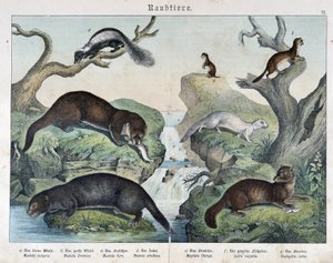 Otter, Frettchen, Wiesel... - in Natural histories of mammals, ed. Schreiber