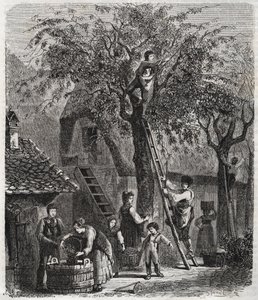 Kirschen pflücken - Gravur von 1860