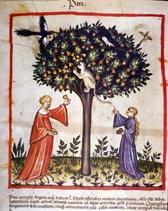 Birnen pflücken. Illustration aus dem Buch der Medizin und Diätetik „Tacuinum sanitatis“