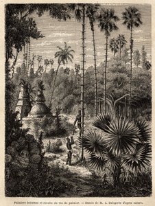 Pflanzung von Borassus-Palmen in Laos und Sammlung von Palmwein, der nichts anderes als der Saft des eingeschnittenen Baumes ist, die Flüssigkeit wird in einem Bambus gesammelt, und der Stamm wird durch kleine Rattanstreifen in eine echte Skala verwandelt von Unknown artist