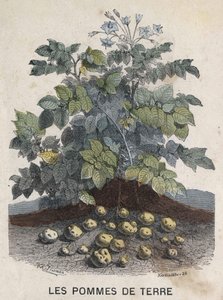 Kartoffeln. Illustration des 19. Jahrhunderts. Bianchetti-Sammlung