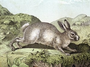 Kaninchen - in „Naturgeschichte der Säugetiere“, ed. Schreiber