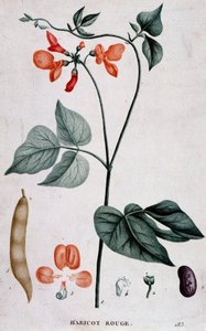 Rote Bohne, botanische Tafel von Unknown artist