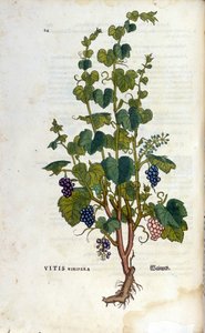 Roter Wein. Herbarium des 19. Jahrhunderts