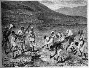 Reispflanzung auf den Philippinen. Gravur in „The Youth Journal“ von Unknown artist