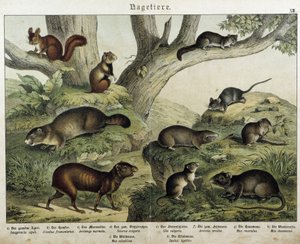 Nagetiere: Eichhörnchen... - in „Naturgeschichten der Säugetiere“, ed. Schreiber
