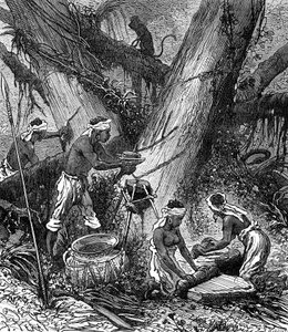 Kautschukernte im malaysischen Wald (Gravur)