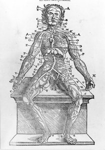 Schnitt eines menschlichen Körpers aus W. H. Ryffs Anatomische Beschreibung aller Teile des menschlichen Körpers, gedruckt in Paris im Jahr 1545